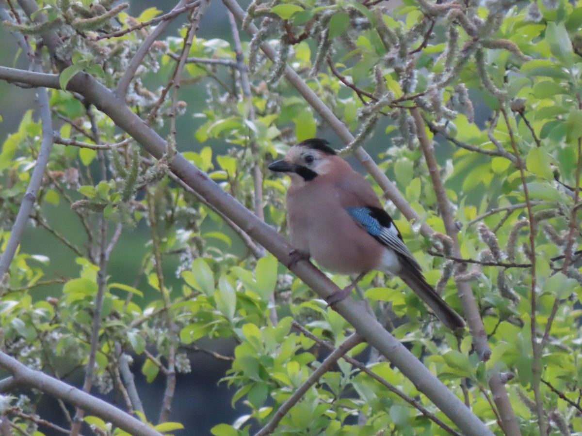 Eurasian Jay (Black-capped) - Doug Kibbe