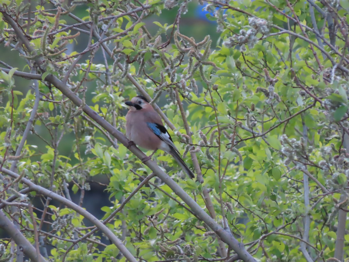 Eurasian Jay (Black-capped) - ML619488675