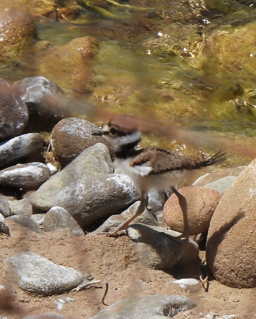 Killdeer - ML619488682