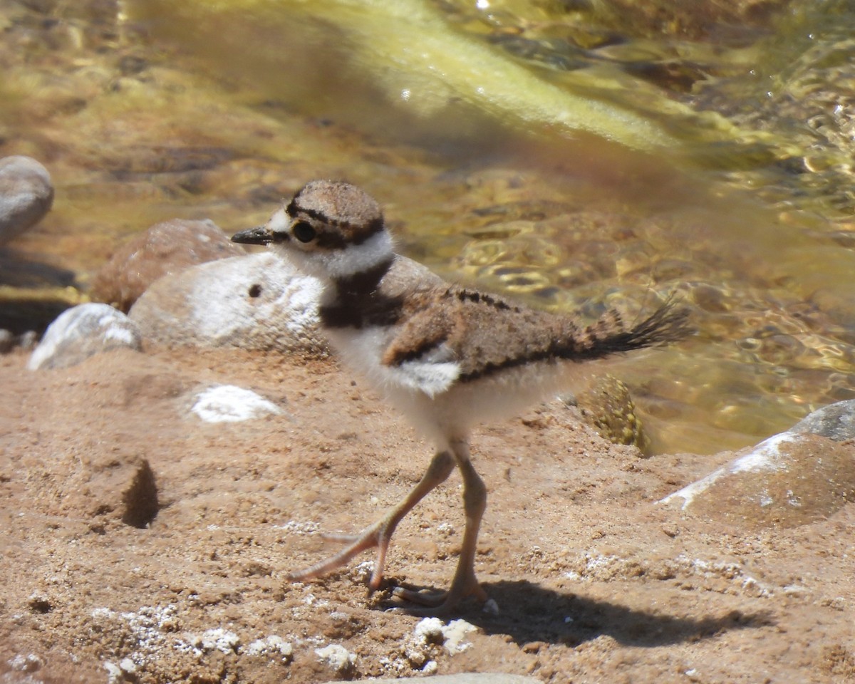 Killdeer - Michael I Christie