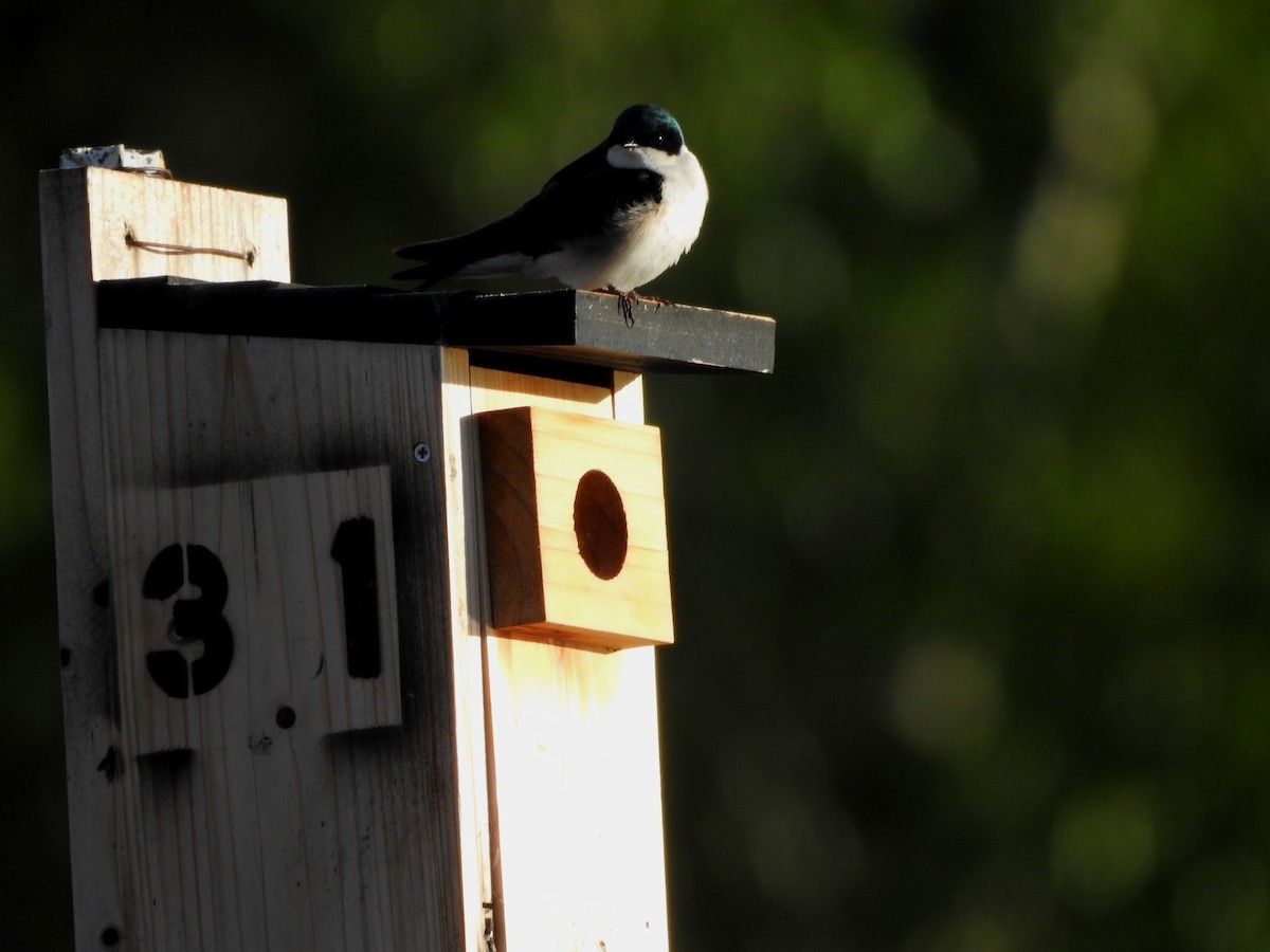 Tree Swallow - ML619488687