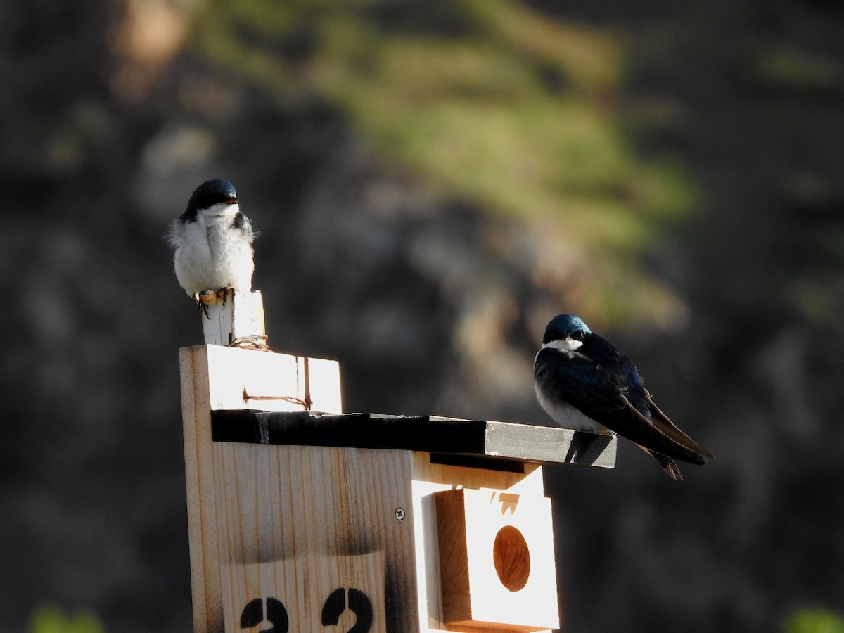 Tree Swallow - Shane Sater