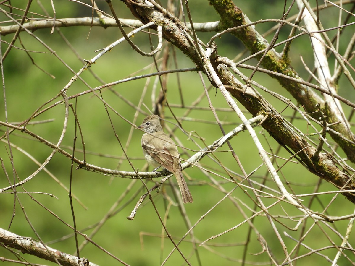 Yellow-bellied Elaenia - Maria Vega Torres