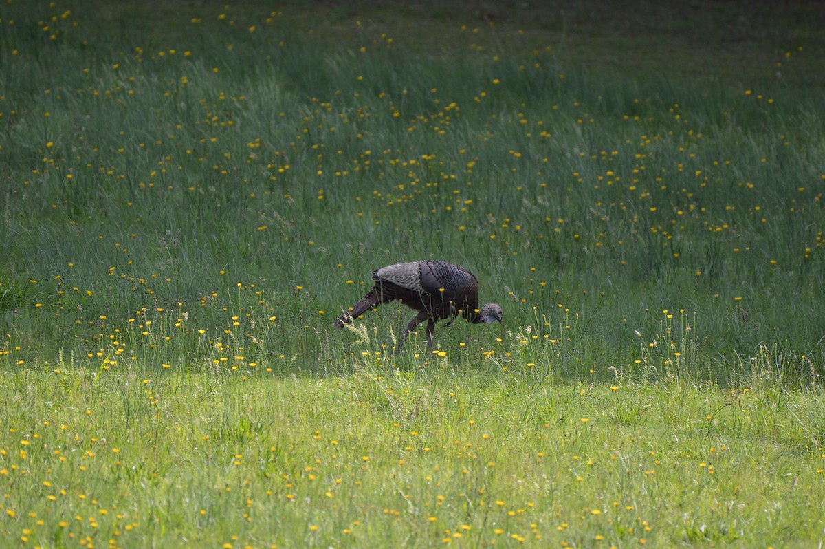 Wild Turkey - Rebekah Boan