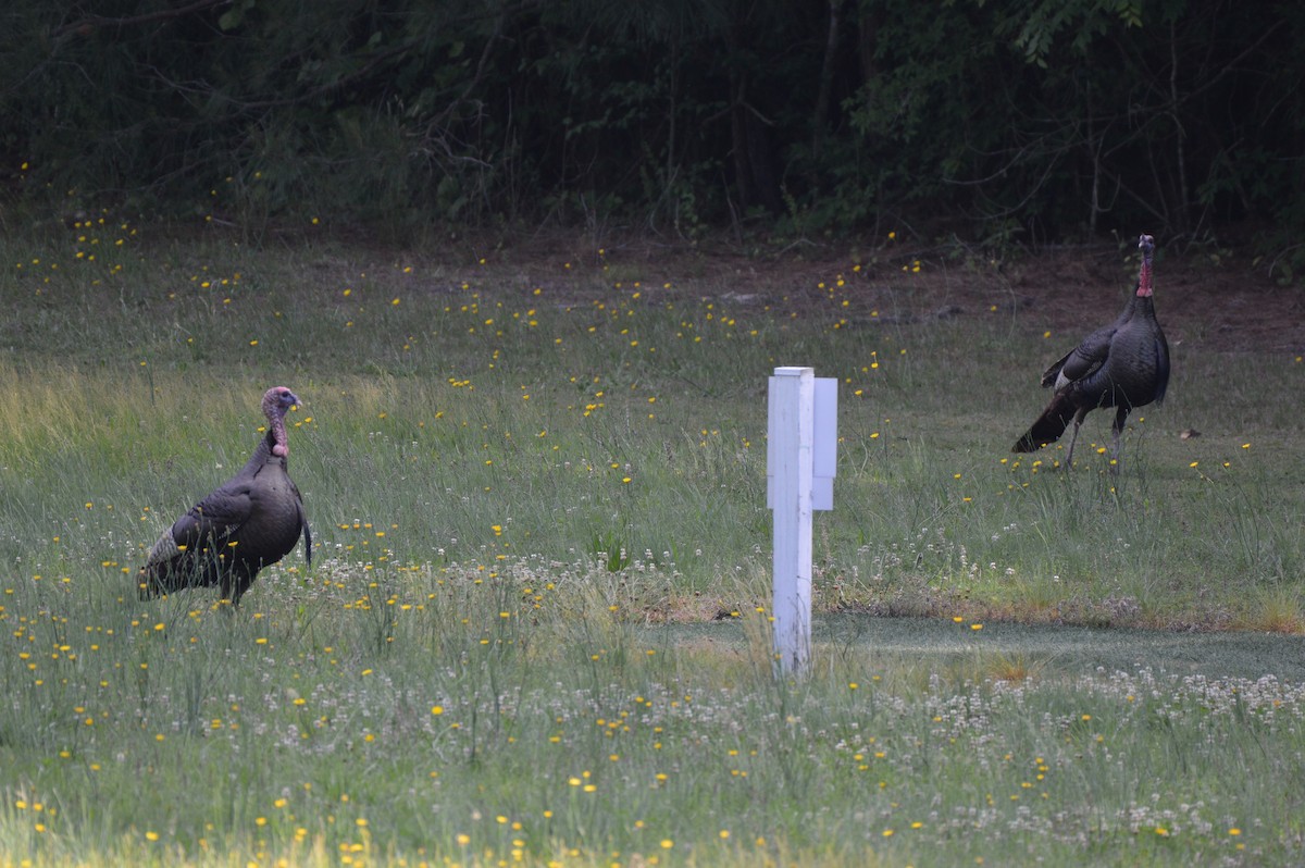 Wild Turkey - Rebekah Boan