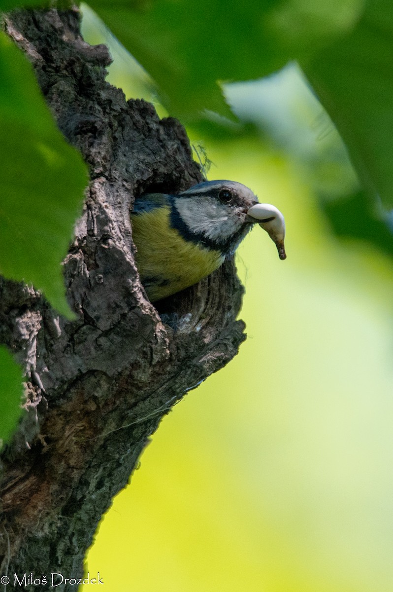 Eurasian Blue Tit - Miloš Drozdek