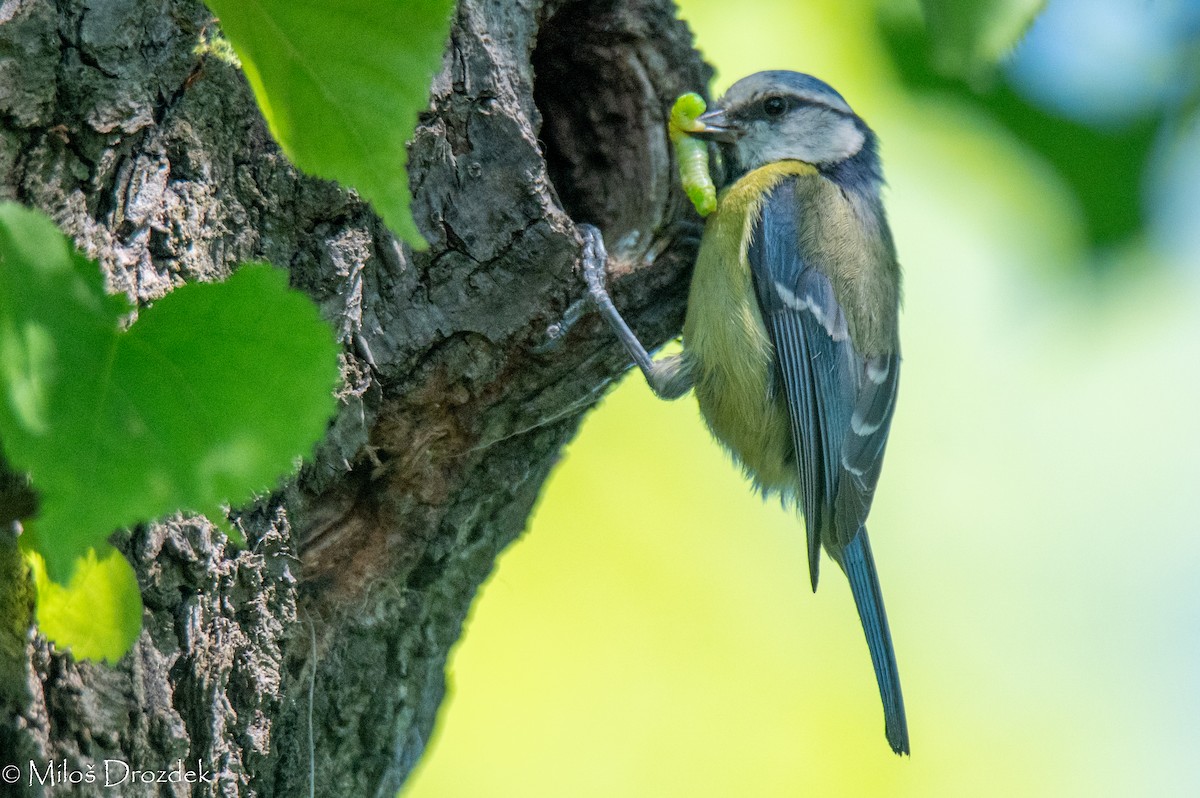 Eurasian Blue Tit - Miloš Drozdek