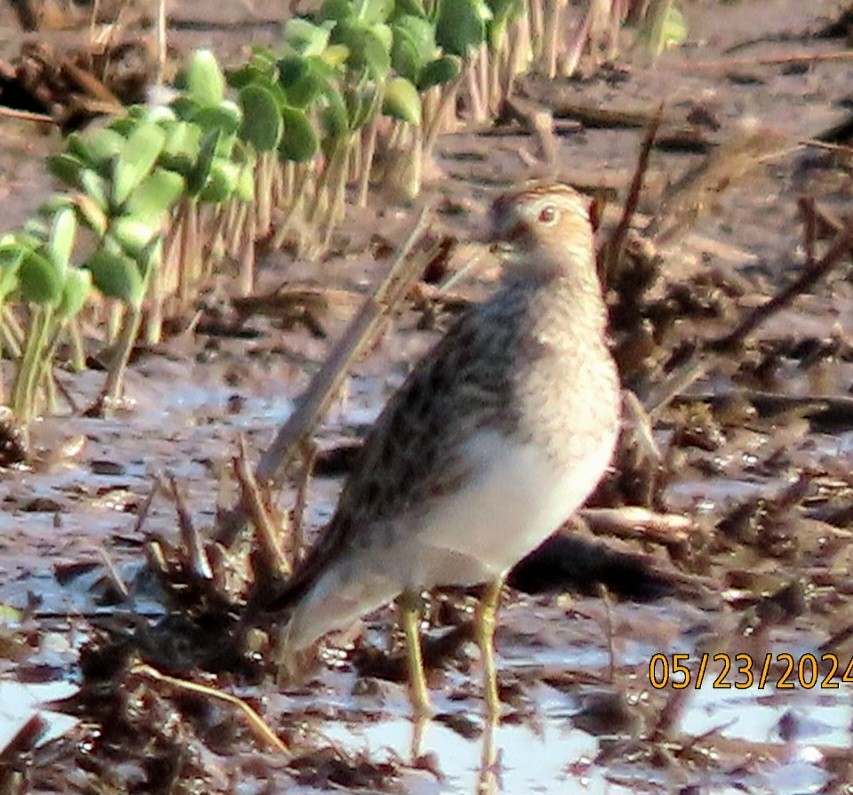 Pectoral Sandpiper - marie plinsky