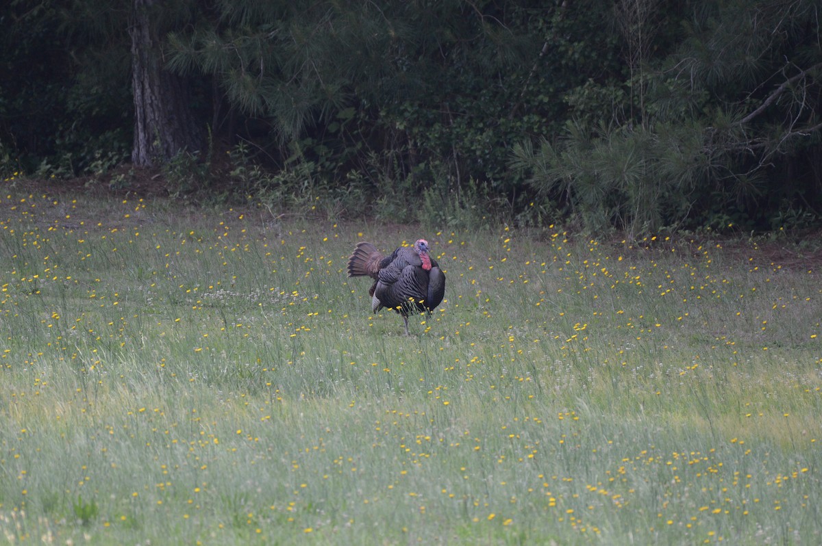 Wild Turkey - Rebekah Boan