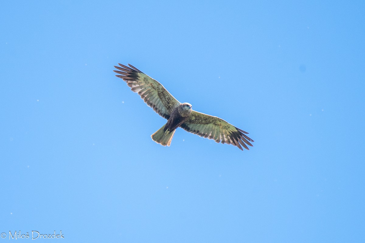 Western Marsh Harrier - Miloš Drozdek