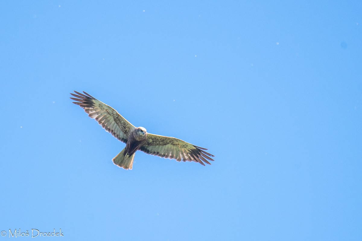 Western Marsh Harrier - Miloš Drozdek