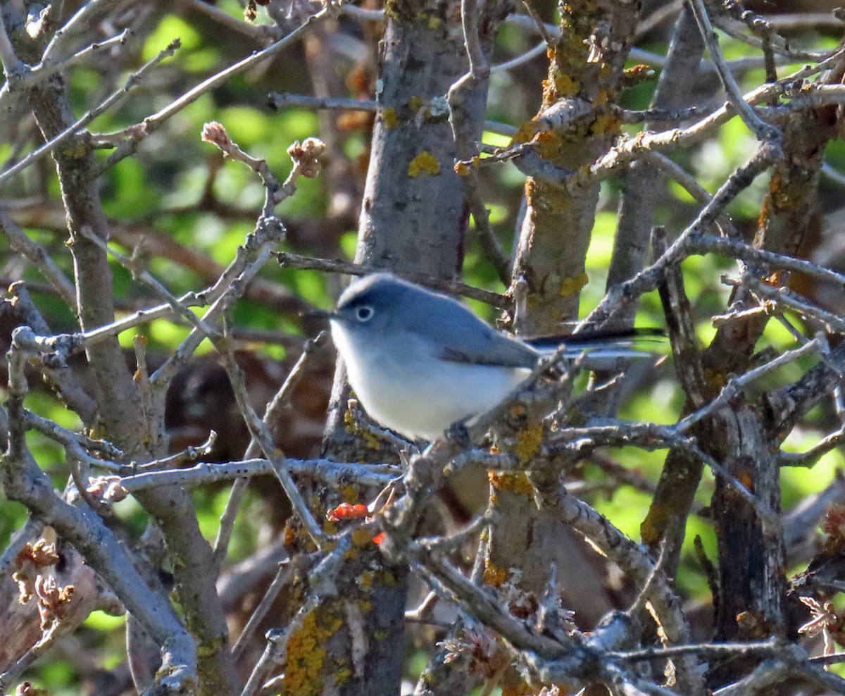 Blue-gray Gnatcatcher - JoAnn Potter Riggle 🦤