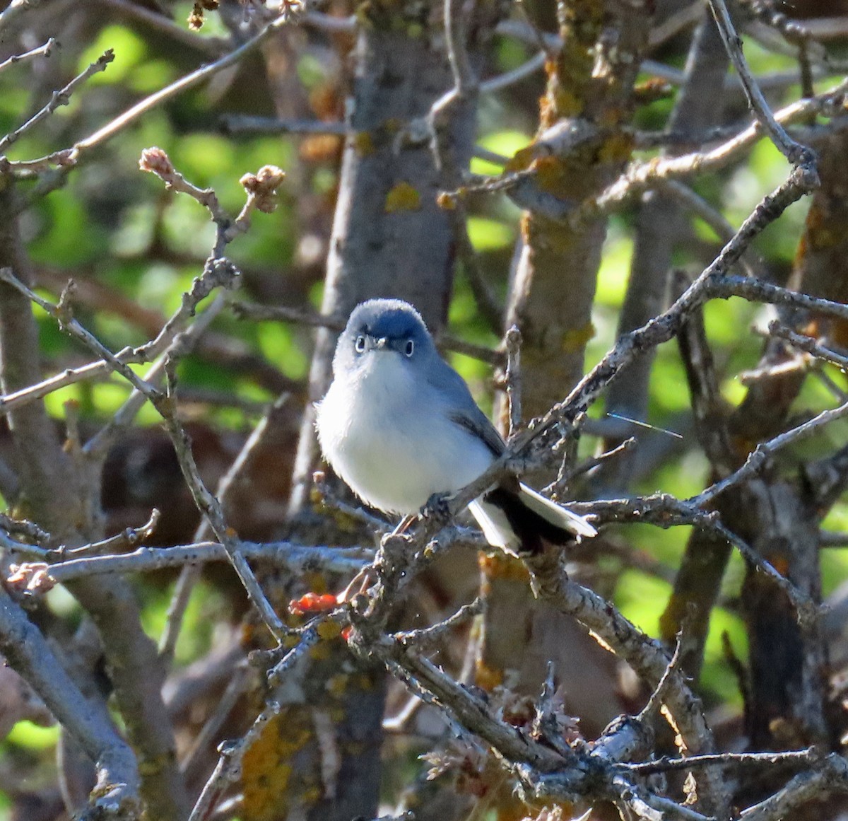 Blue-gray Gnatcatcher - JoAnn Potter Riggle 🦤