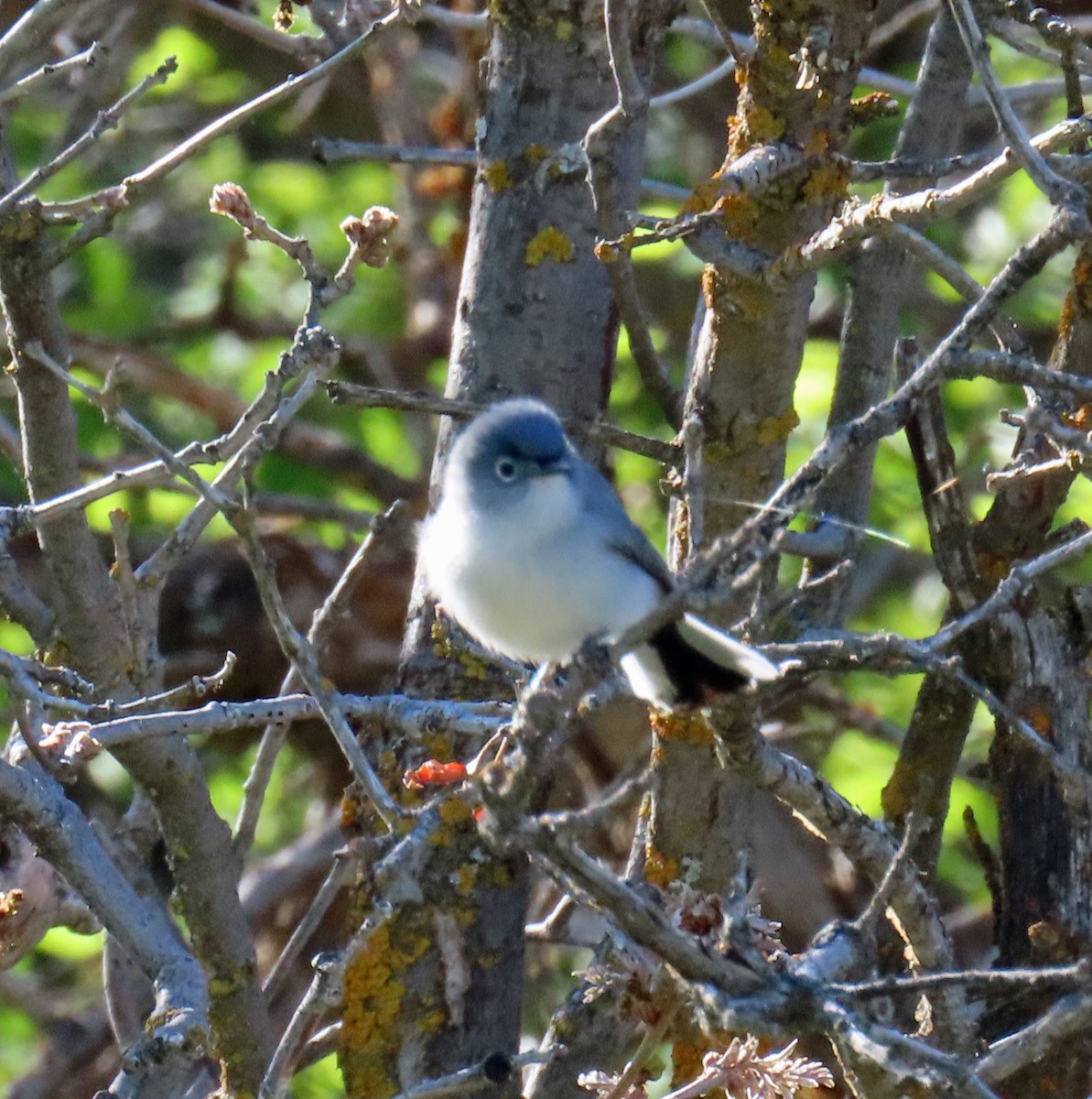 Blue-gray Gnatcatcher - JoAnn Potter Riggle 🦤