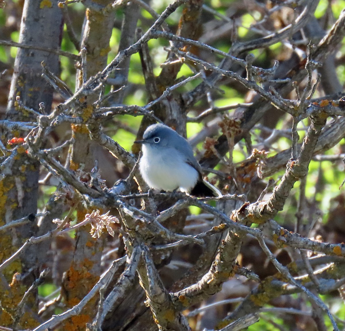 Blue-gray Gnatcatcher - JoAnn Potter Riggle 🦤