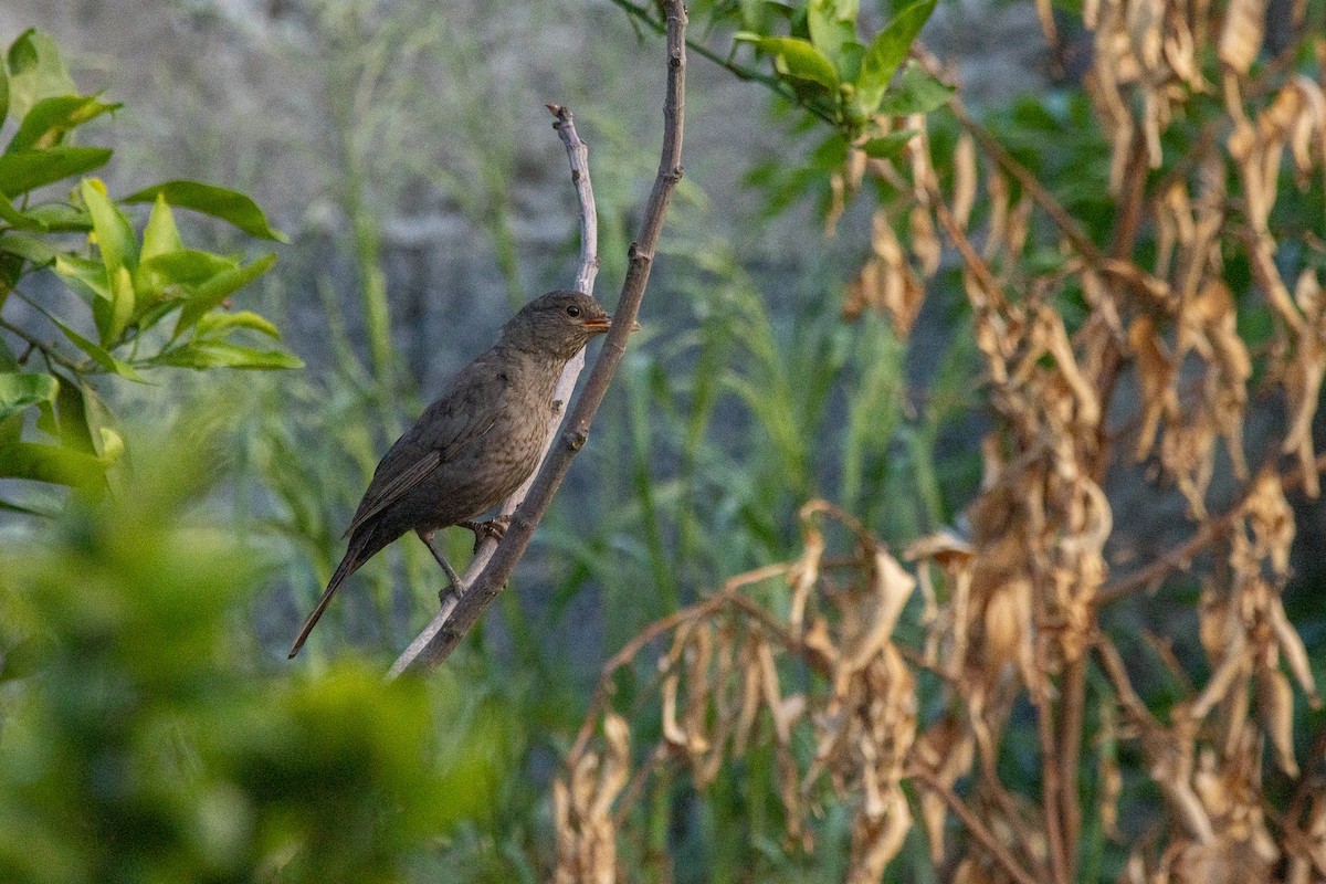 Eurasian Blackbird - YILMAZ TANIYICI