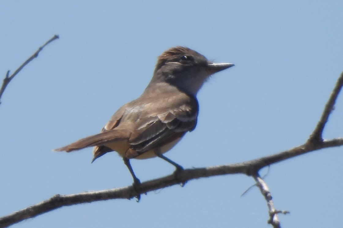 Western Wood-Pewee - Michael I Christie