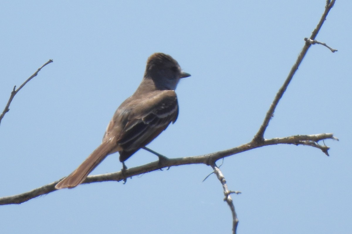 Western Wood-Pewee - Michael I Christie