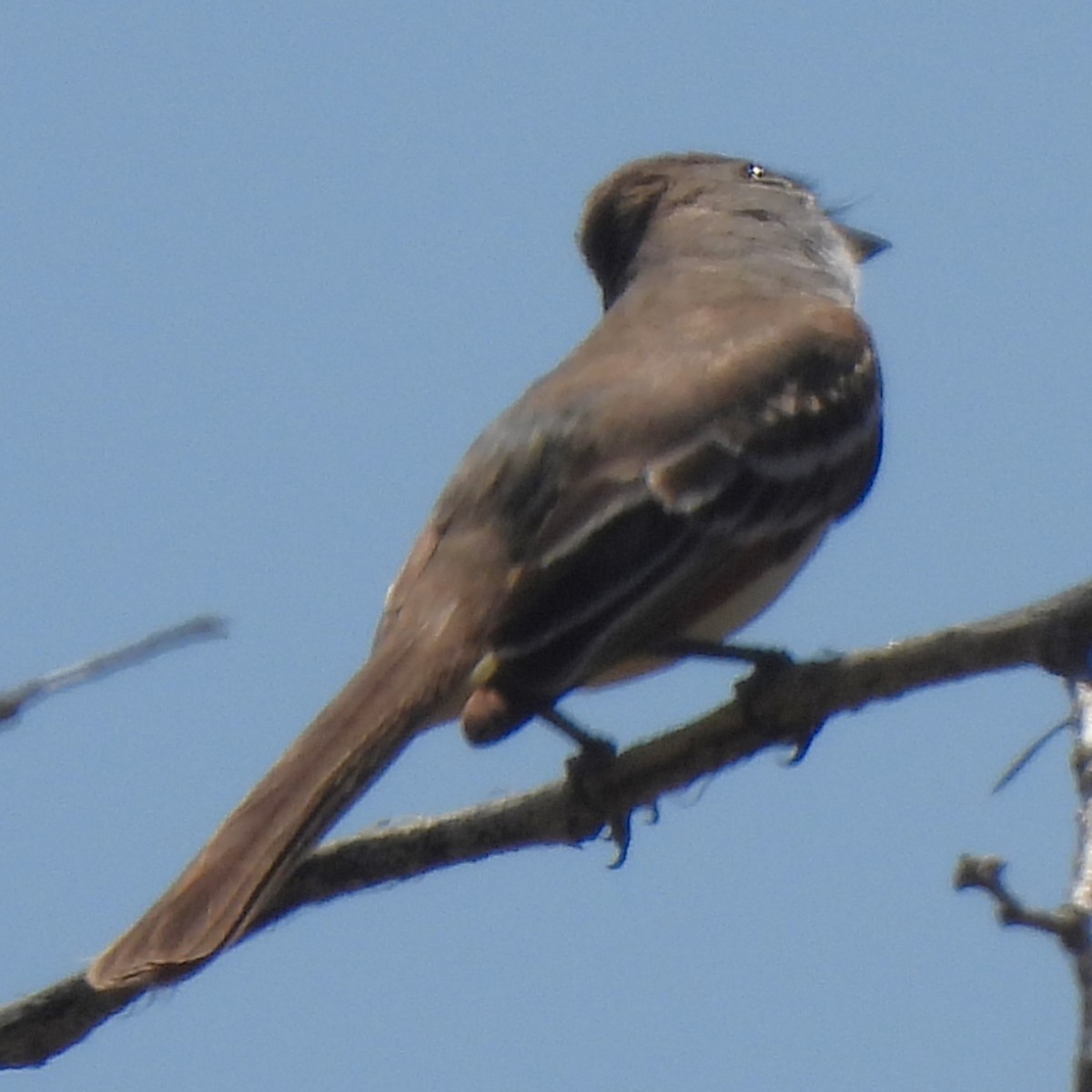 Western Wood-Pewee - Michael I Christie