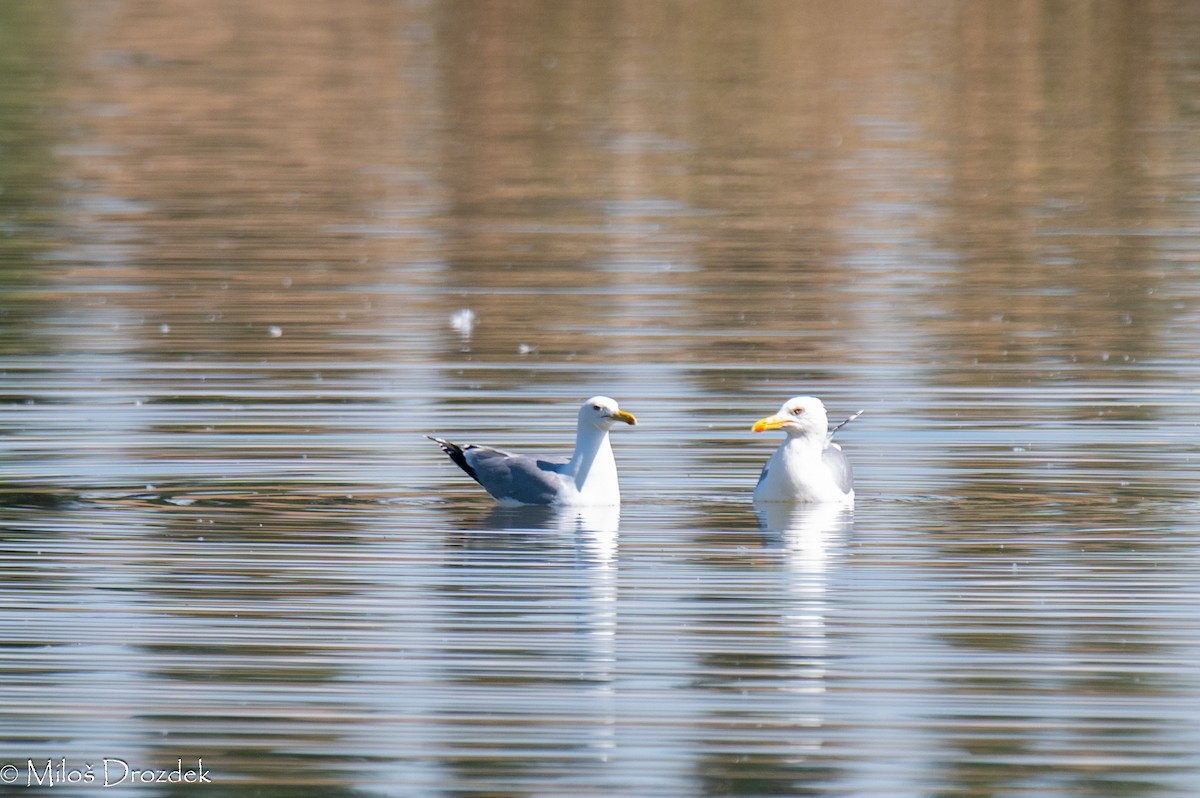 Caspian Gull - Miloš Drozdek