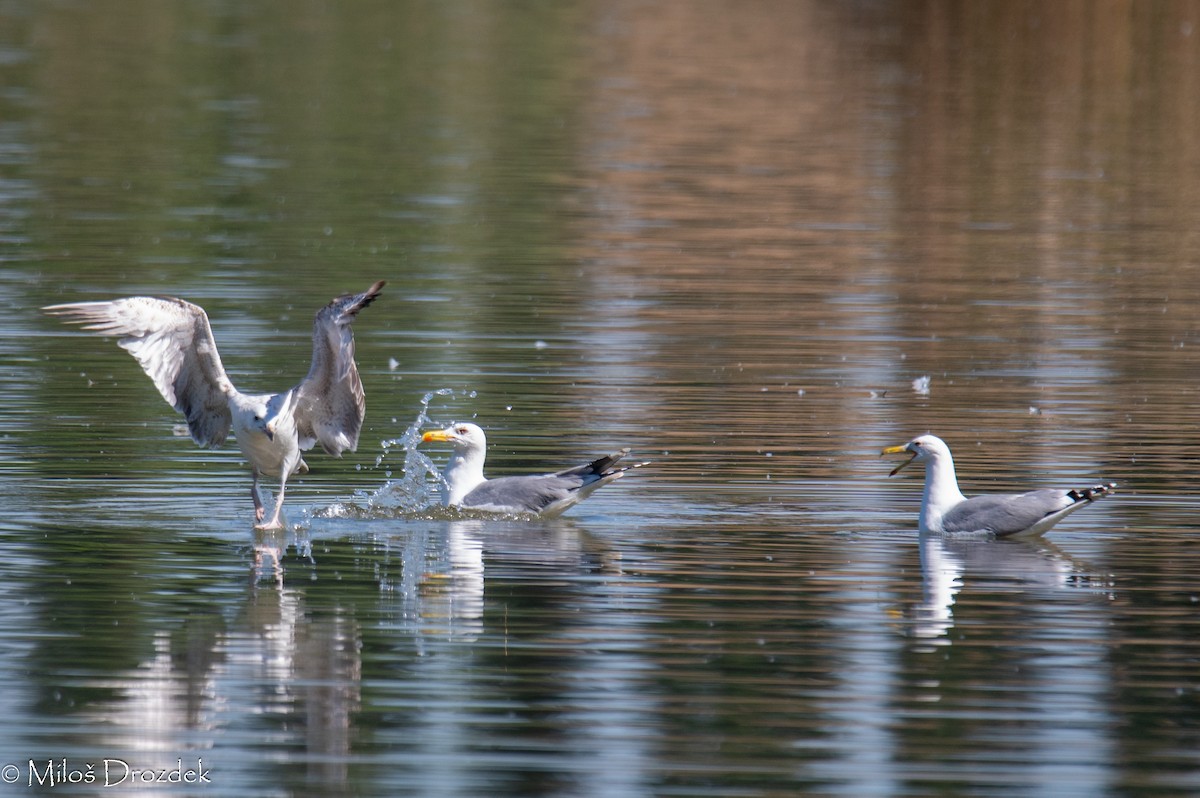 Caspian Gull - Miloš Drozdek