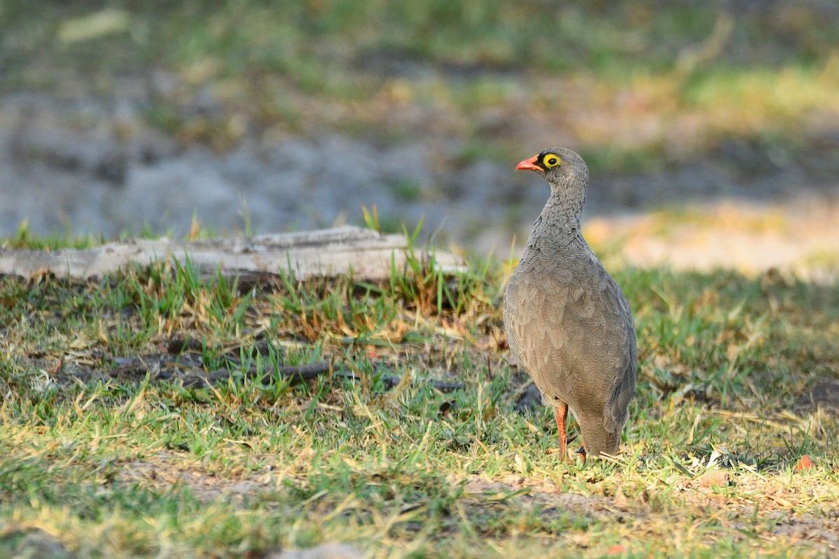 Red-billed Spurfowl - Cole Penning