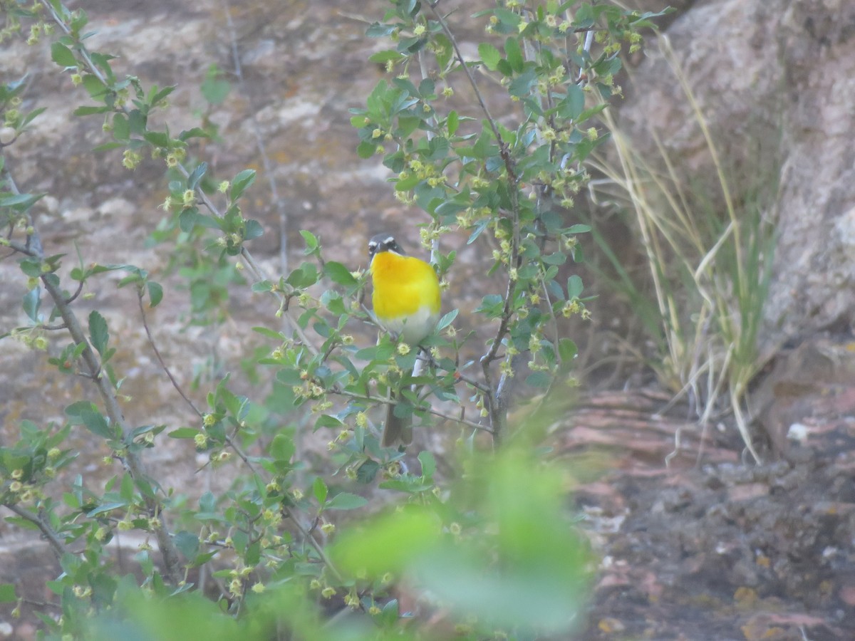 Yellow-breasted Chat - John Rutenbeck