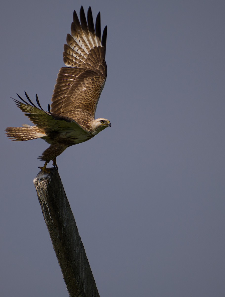 Long-legged Buzzard - ML619488767