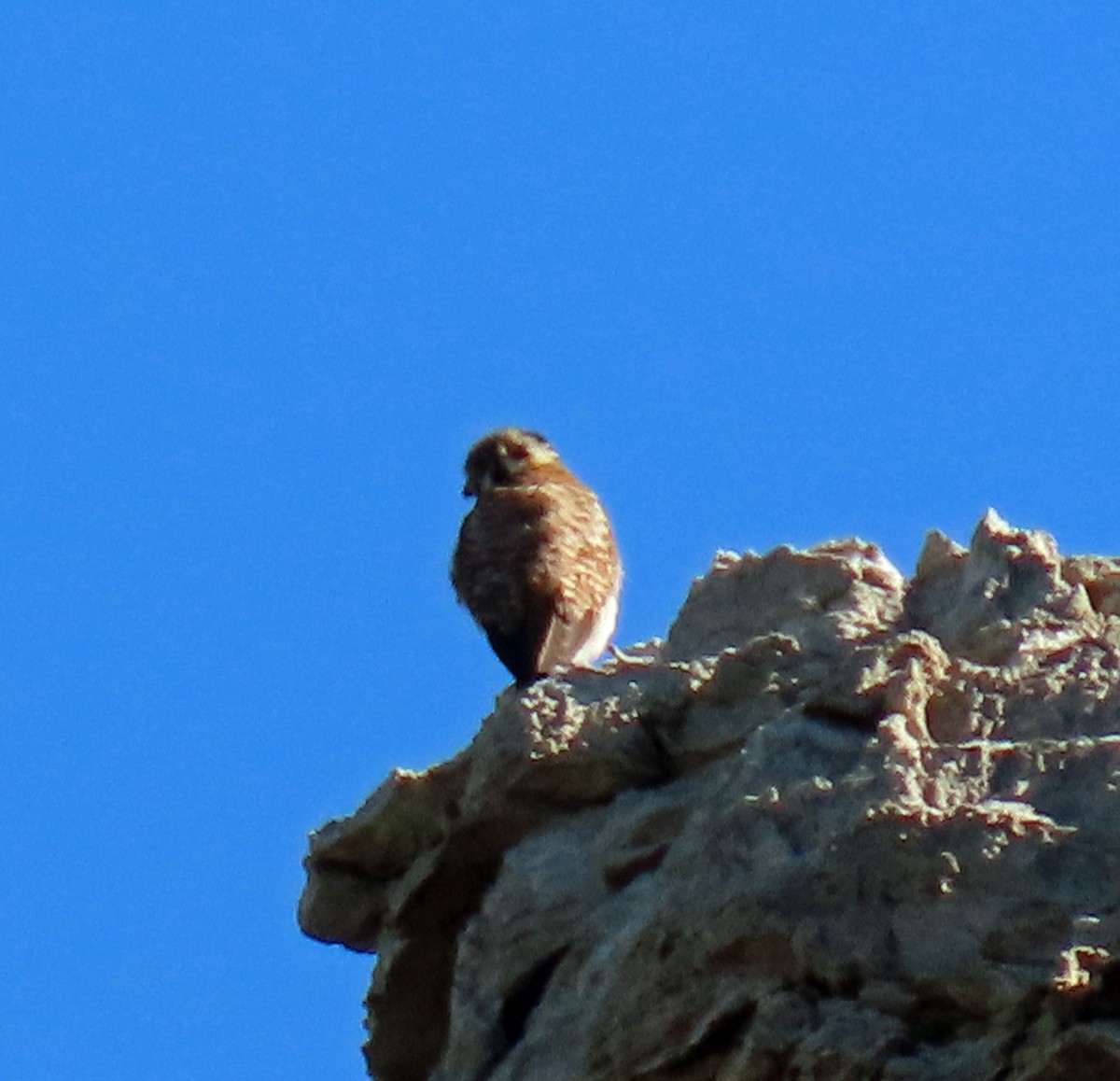 American Kestrel - JoAnn Potter Riggle 🦤