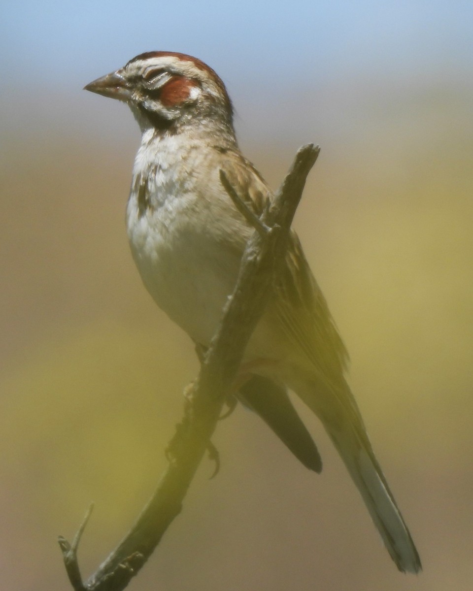 Lark Sparrow - Michael I Christie