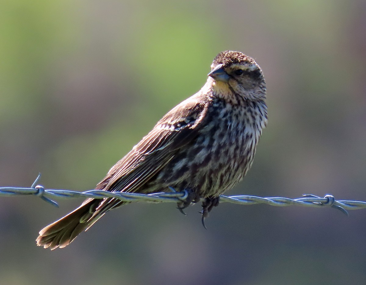 Red-winged Blackbird - JoAnn Potter Riggle 🦤