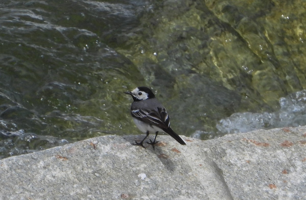 White Wagtail - Elio Giacone