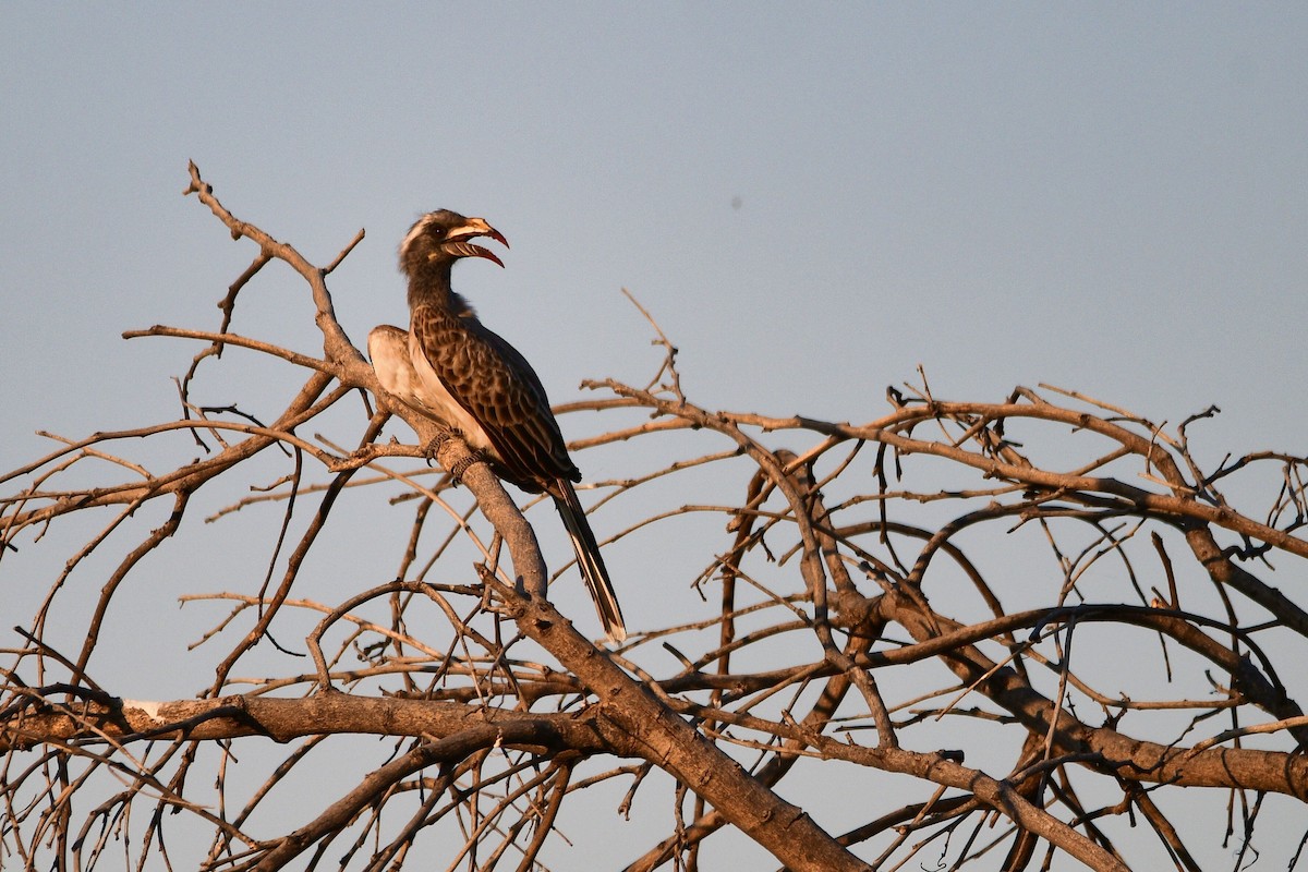 African Gray Hornbill - ML619488784