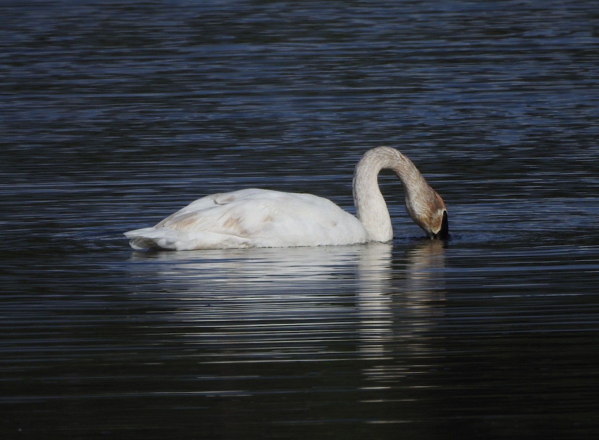 Trumpeter Swan - Shane Sater