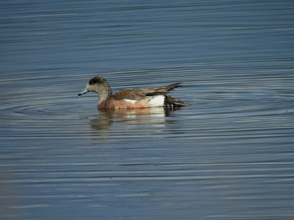 American Wigeon - Shane Sater