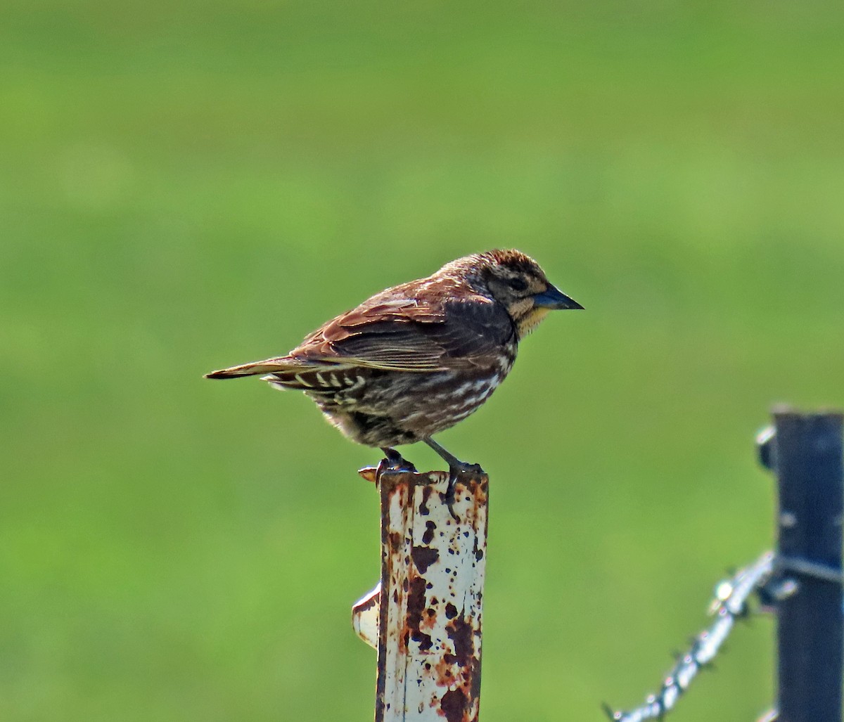 Red-winged Blackbird - JoAnn Potter Riggle 🦤