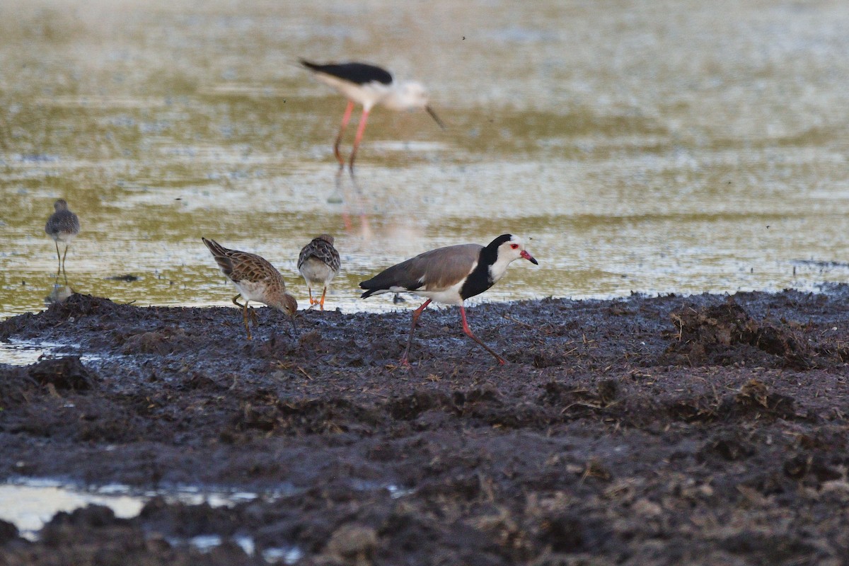 Long-toed Lapwing - ML619488793