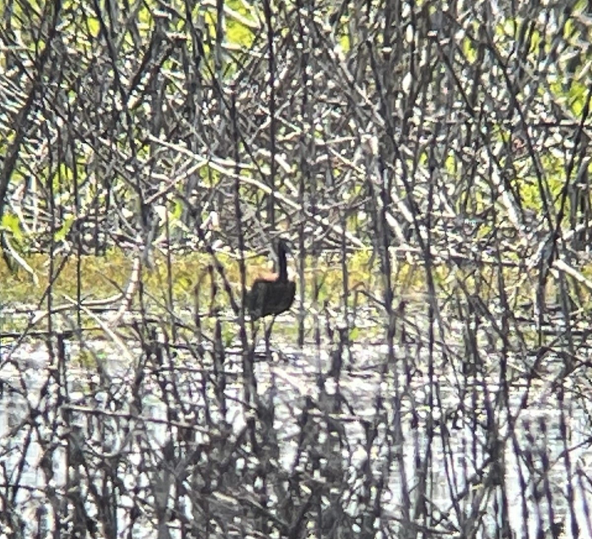 Glossy Ibis - ML619488794