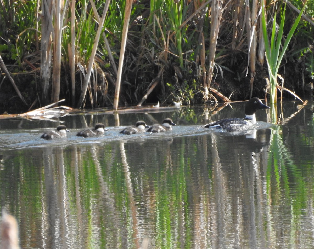 Common Goldeneye - Shane Sater