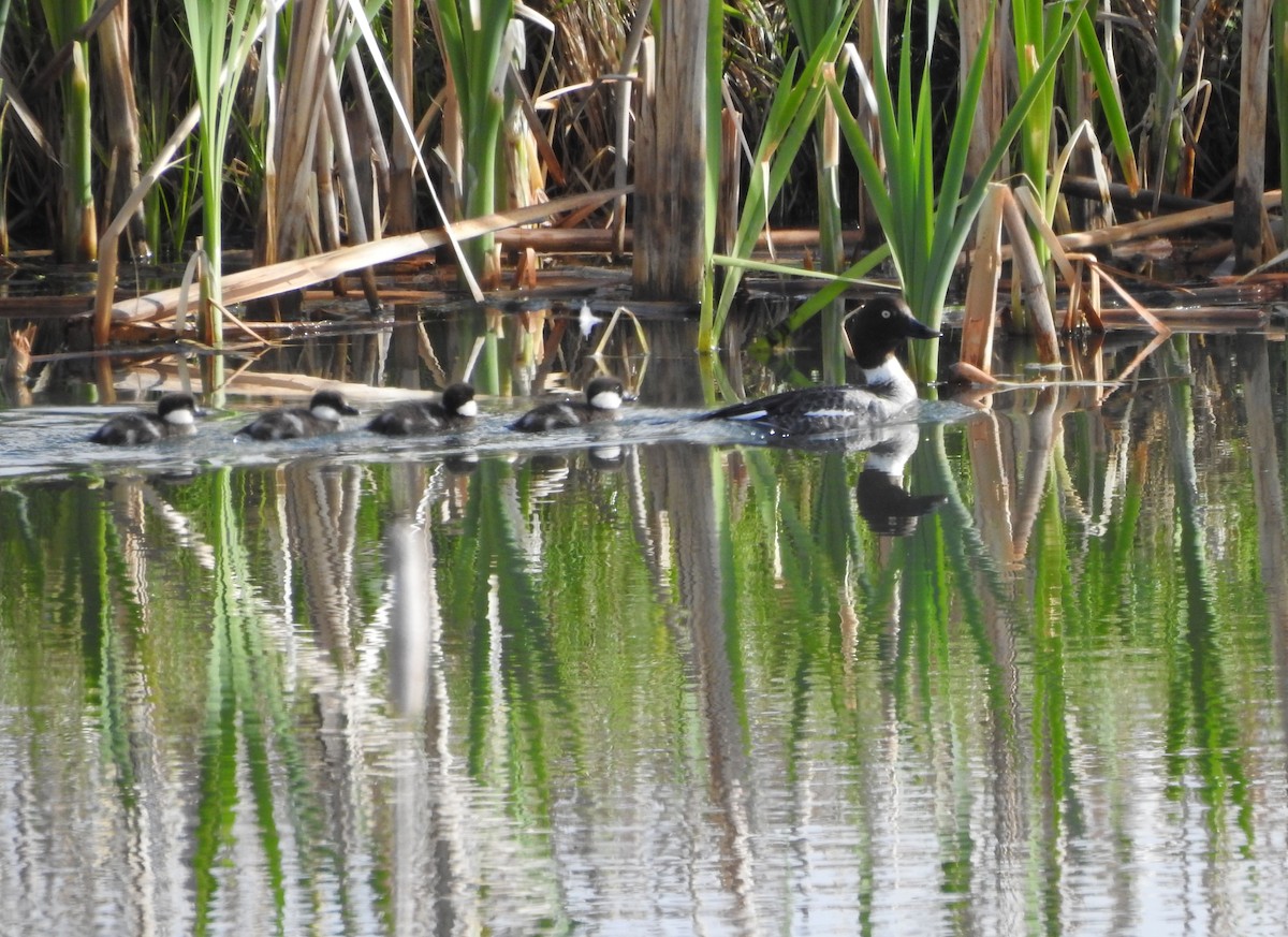 Common Goldeneye - Shane Sater