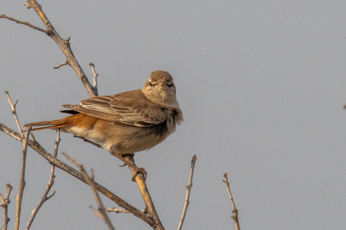 Rufous-tailed Scrub-Robin - YILMAZ TANIYICI