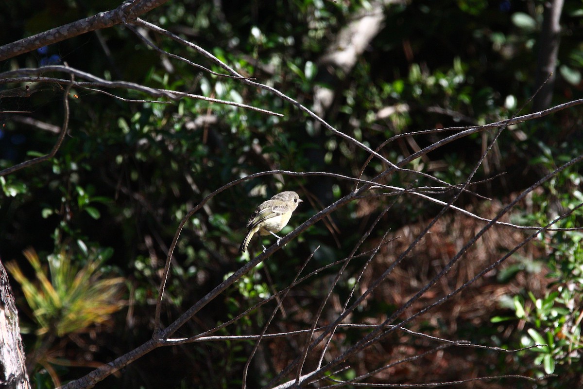 Hutton's Vireo - Joshua(是語) Chen(陳)