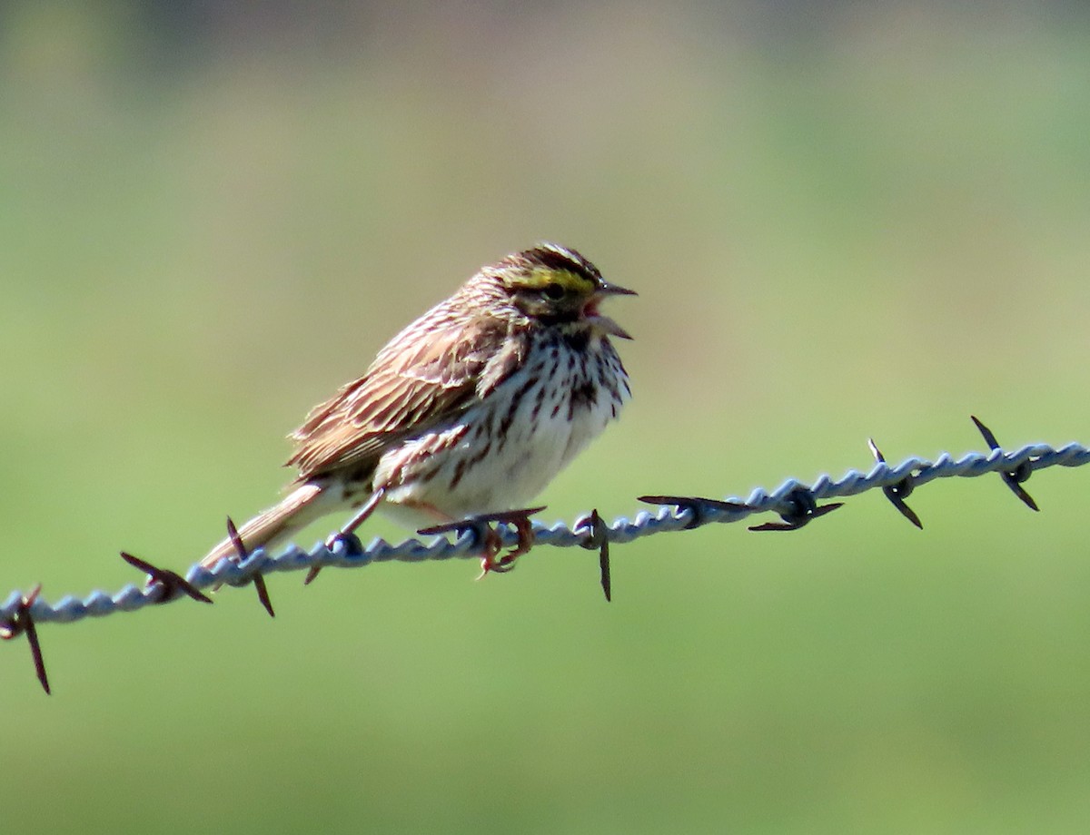 Savannah Sparrow - JoAnn Potter Riggle 🦤