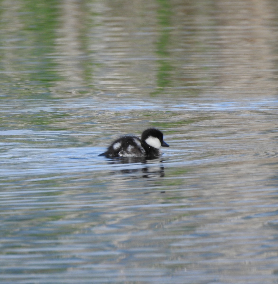 Bufflehead - Shane Sater