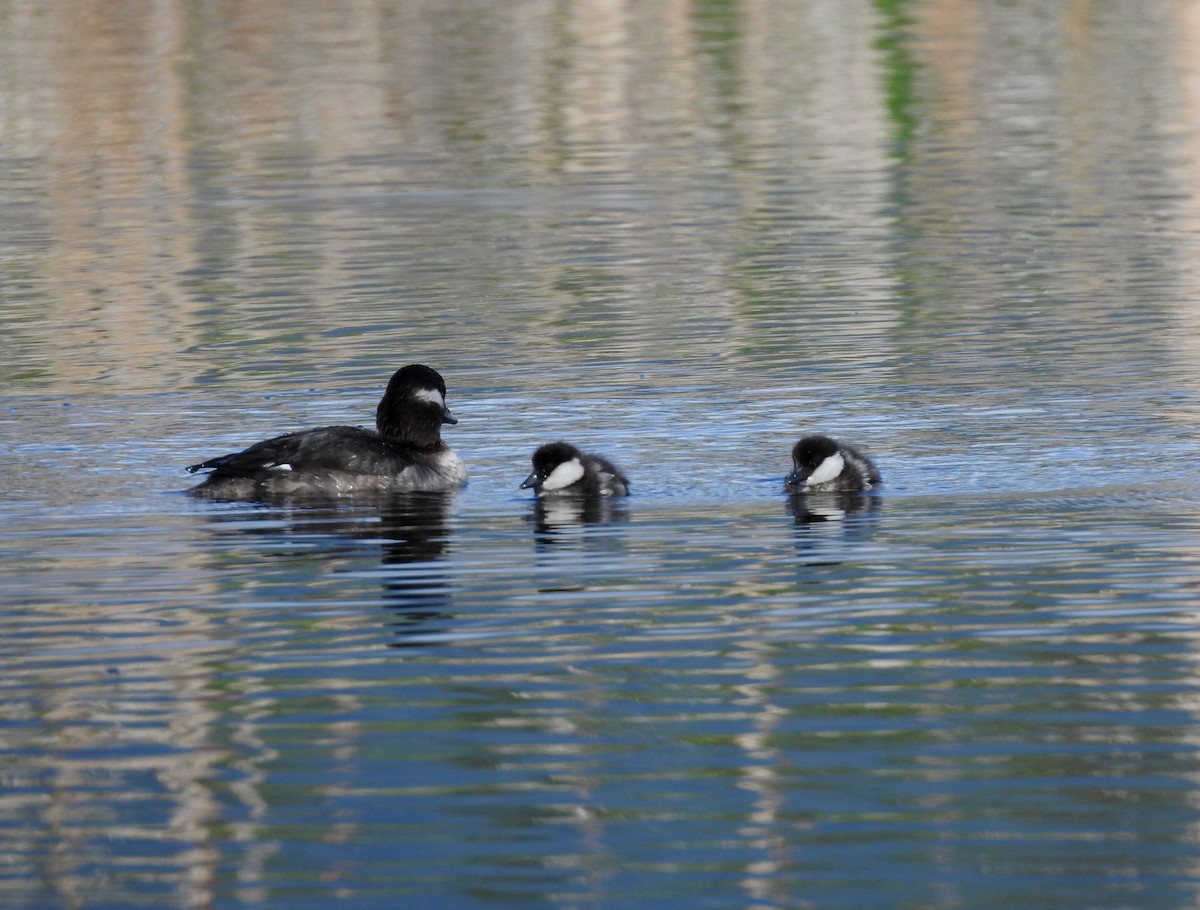 Bufflehead - Shane Sater