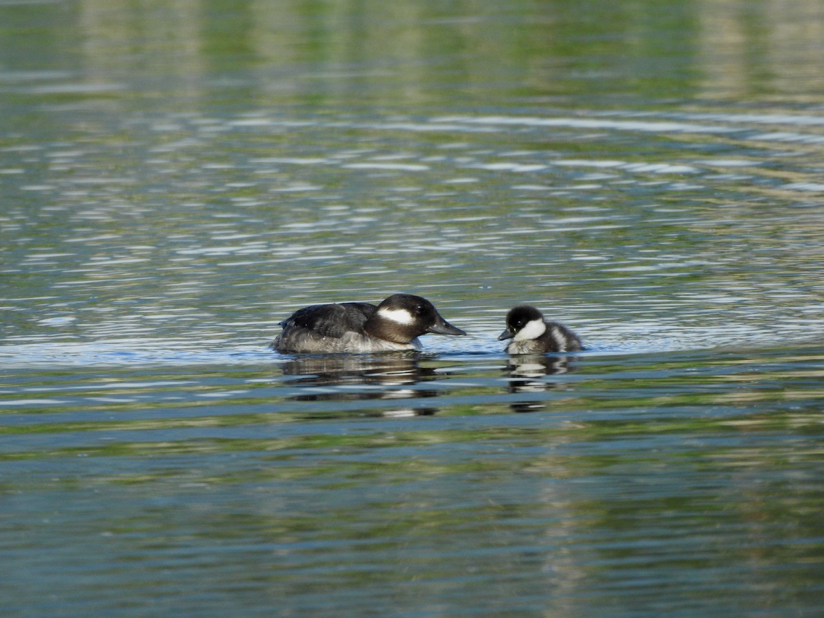 Bufflehead - Shane Sater