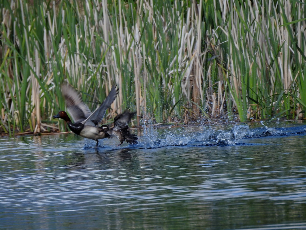 Bufflehead - Shane Sater