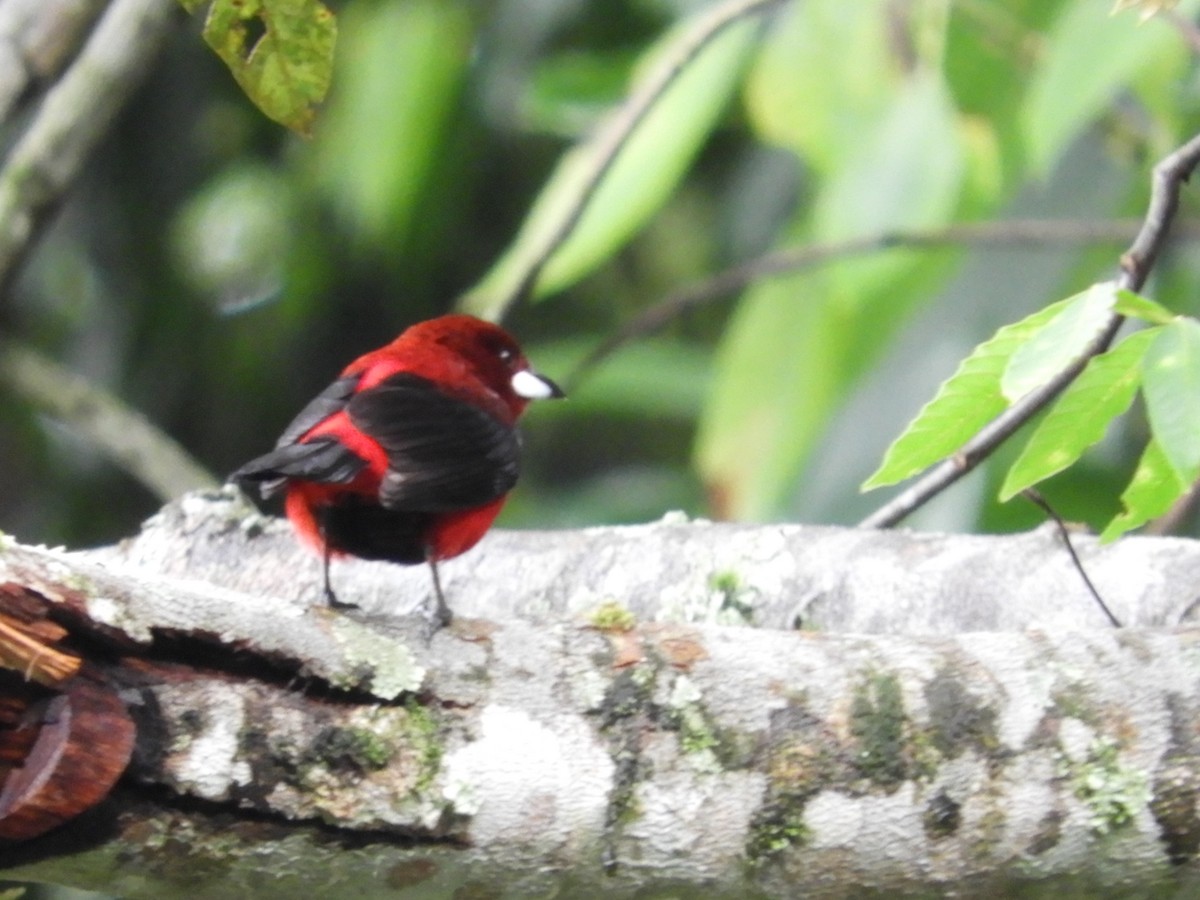 Crimson-backed Tanager - Maria Vega Torres