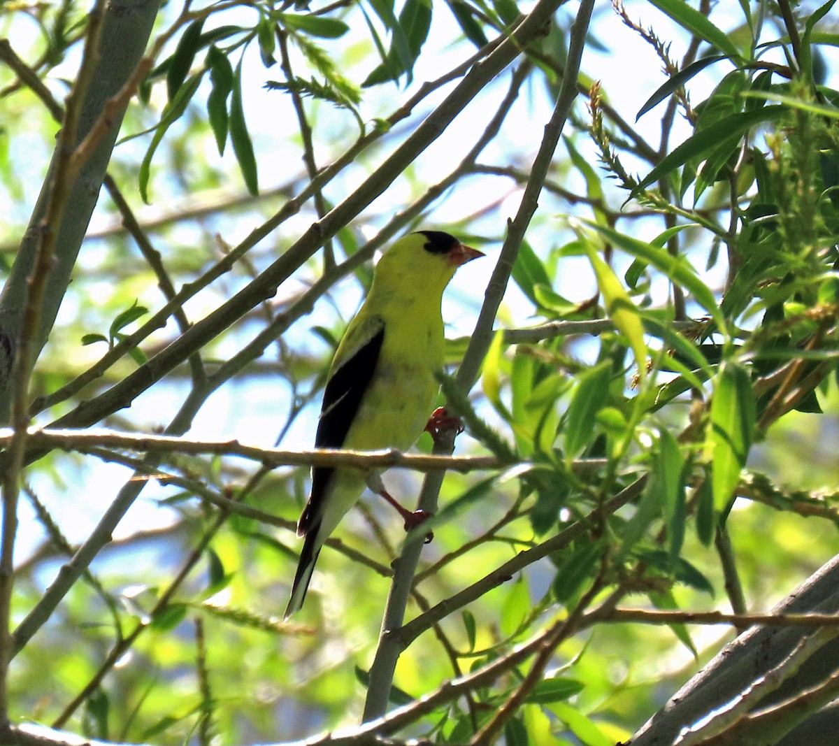 American Goldfinch - JoAnn Potter Riggle 🦤