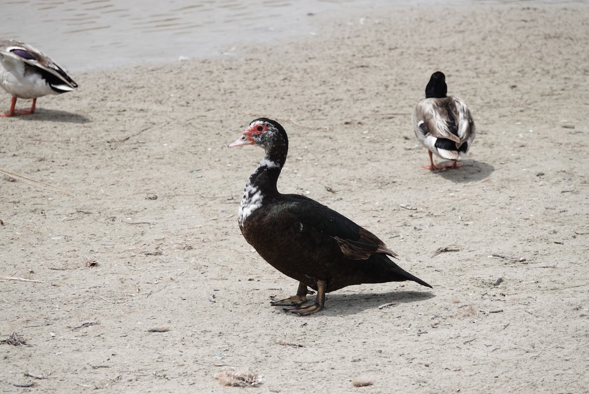 Muscovy Duck x Mallard (hybrid) - Chris Furner